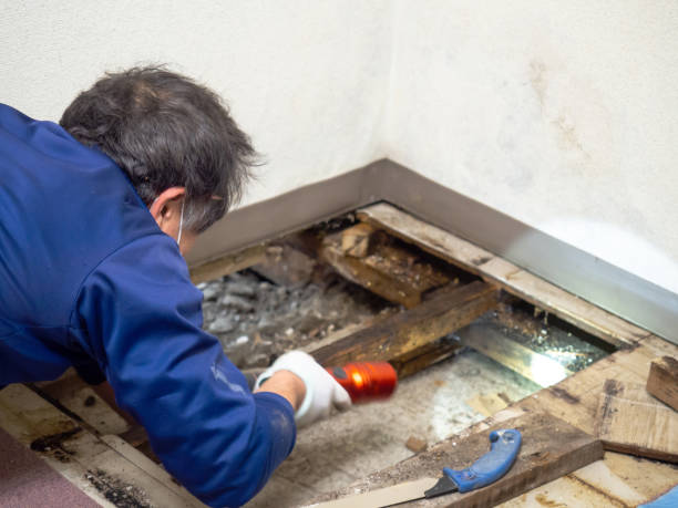 Best Residential Mold Removal  in Oakdale, PA