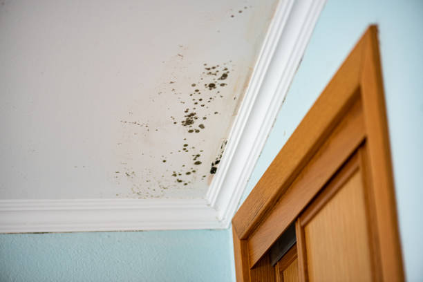 Mold Testing and Removal in Oakdale, PA
