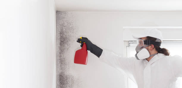Best Mold Remediation Experts  in Oakdale, PA